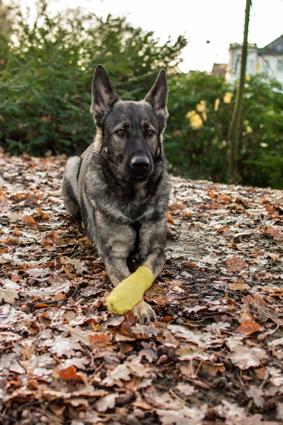 Erste Hilfe beim Hund - Sicher handeln im Notfall